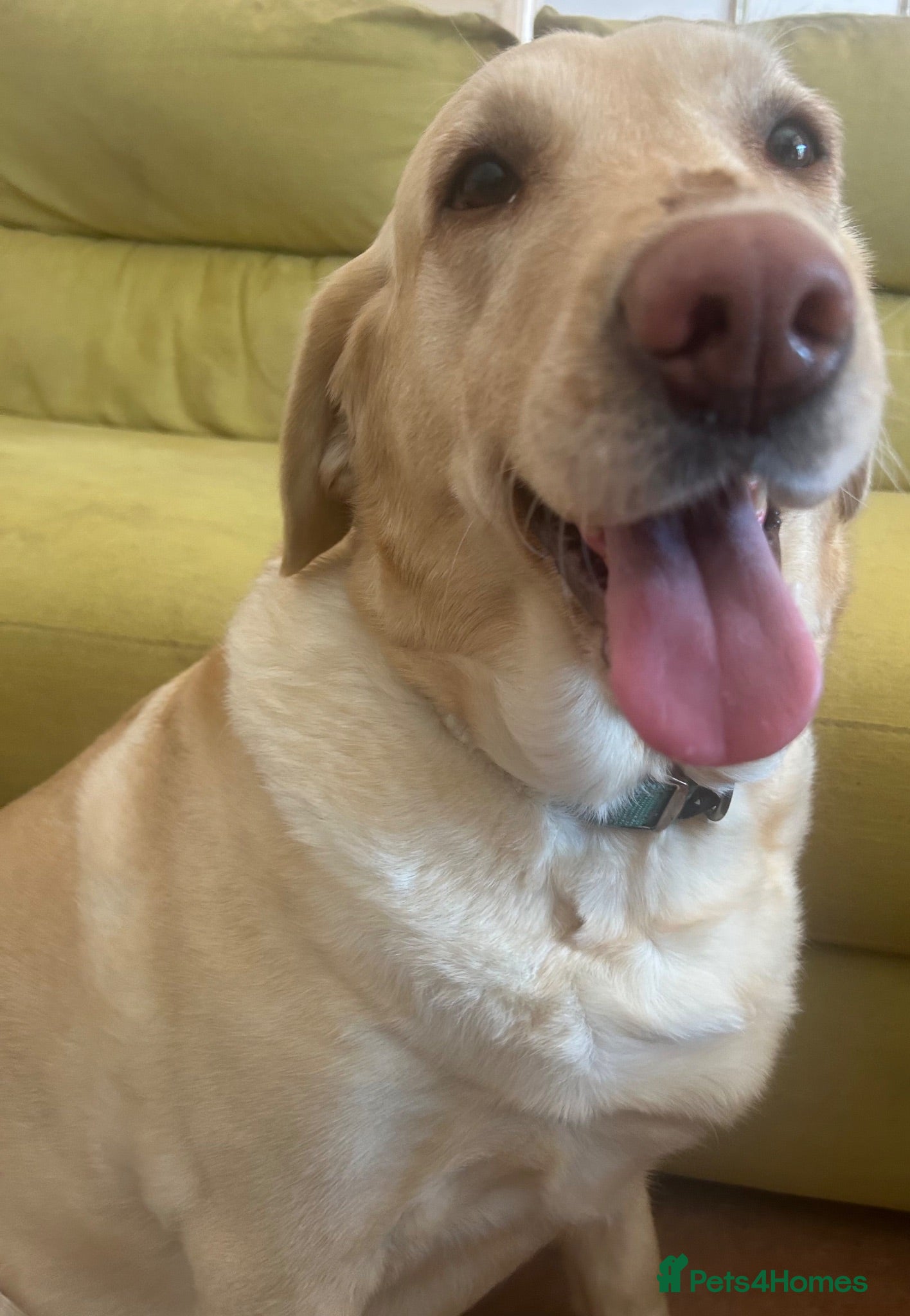 Labrador Retriever dogs Labrador Retriever - Emotional Support dog  - Advert 2