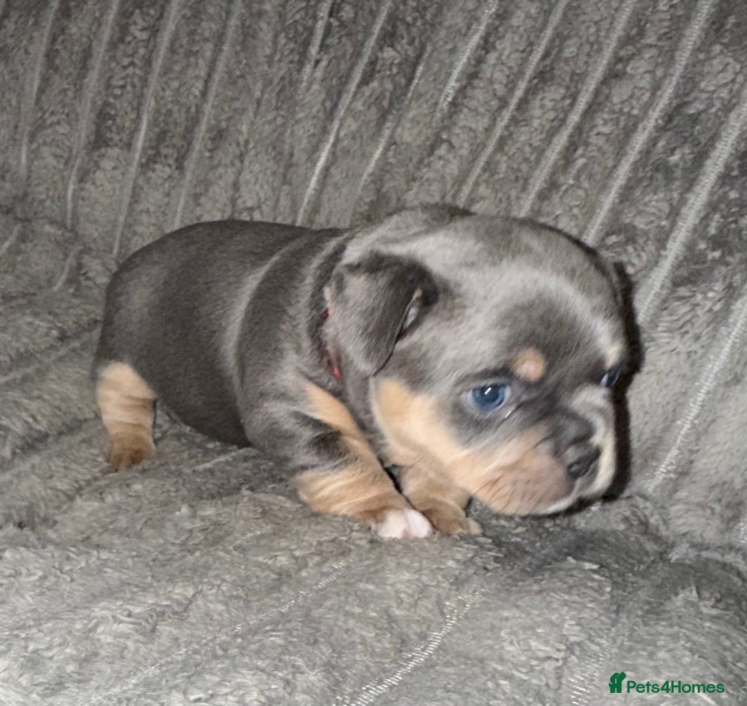 Mixed Breed dogs for sale: Frenchie cross puppy’s (80% frenchie) - Advert 7