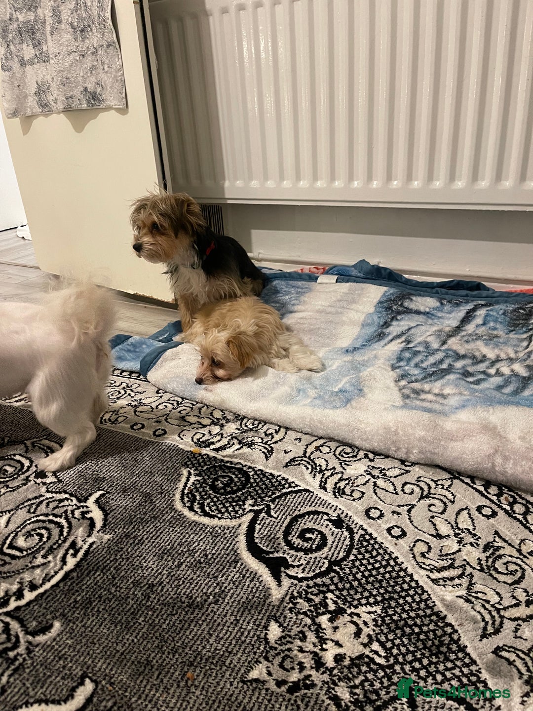 Morkie dogs for sale: Morkie  - Advert 7