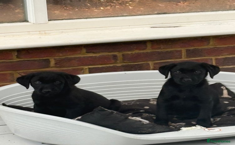Labrador Retriever dogs - Advert 1