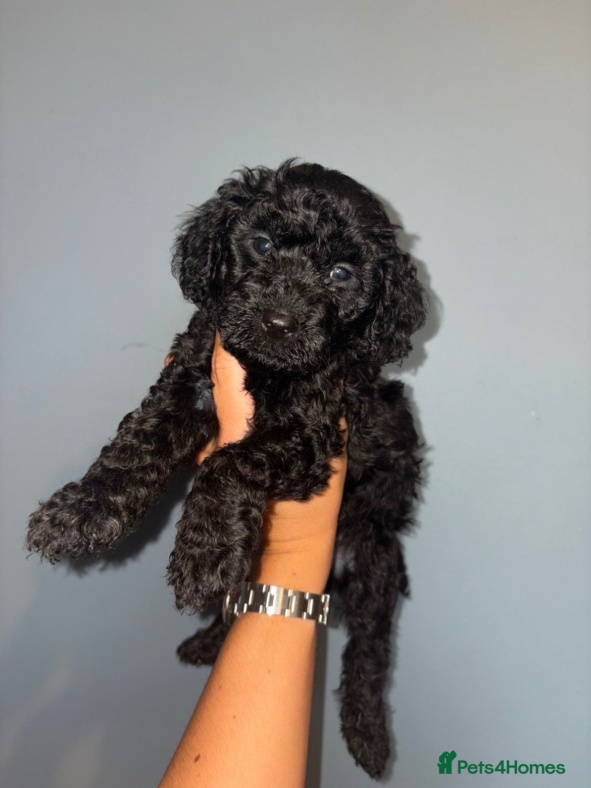 Cockapoo dogs F1b cockapoo puppies ready in 2 weeks - Advert 1