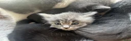 Mixed Breed cats for sale: Beautiful fluffy kittens in Pontypridd - Advert 3