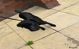 Patterdale Terrier dogs for sale: 2 year old patterdale terrier bitch  - Image 5