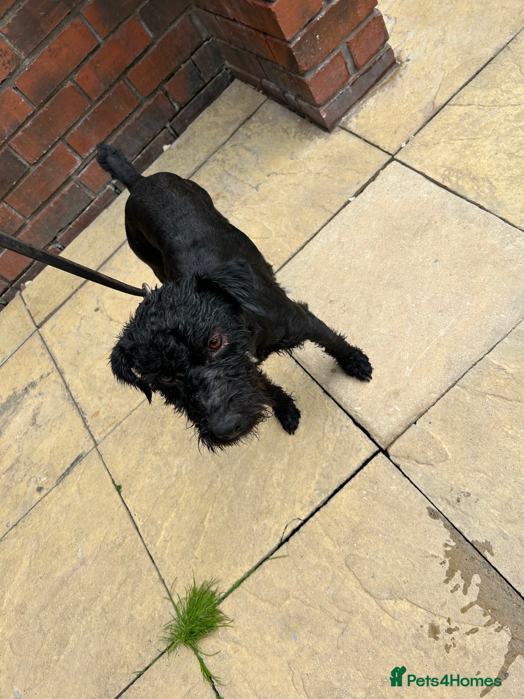 Patterdale Terrier dogs for sale: 2 year old patterdale terrier bitch  - Image 5