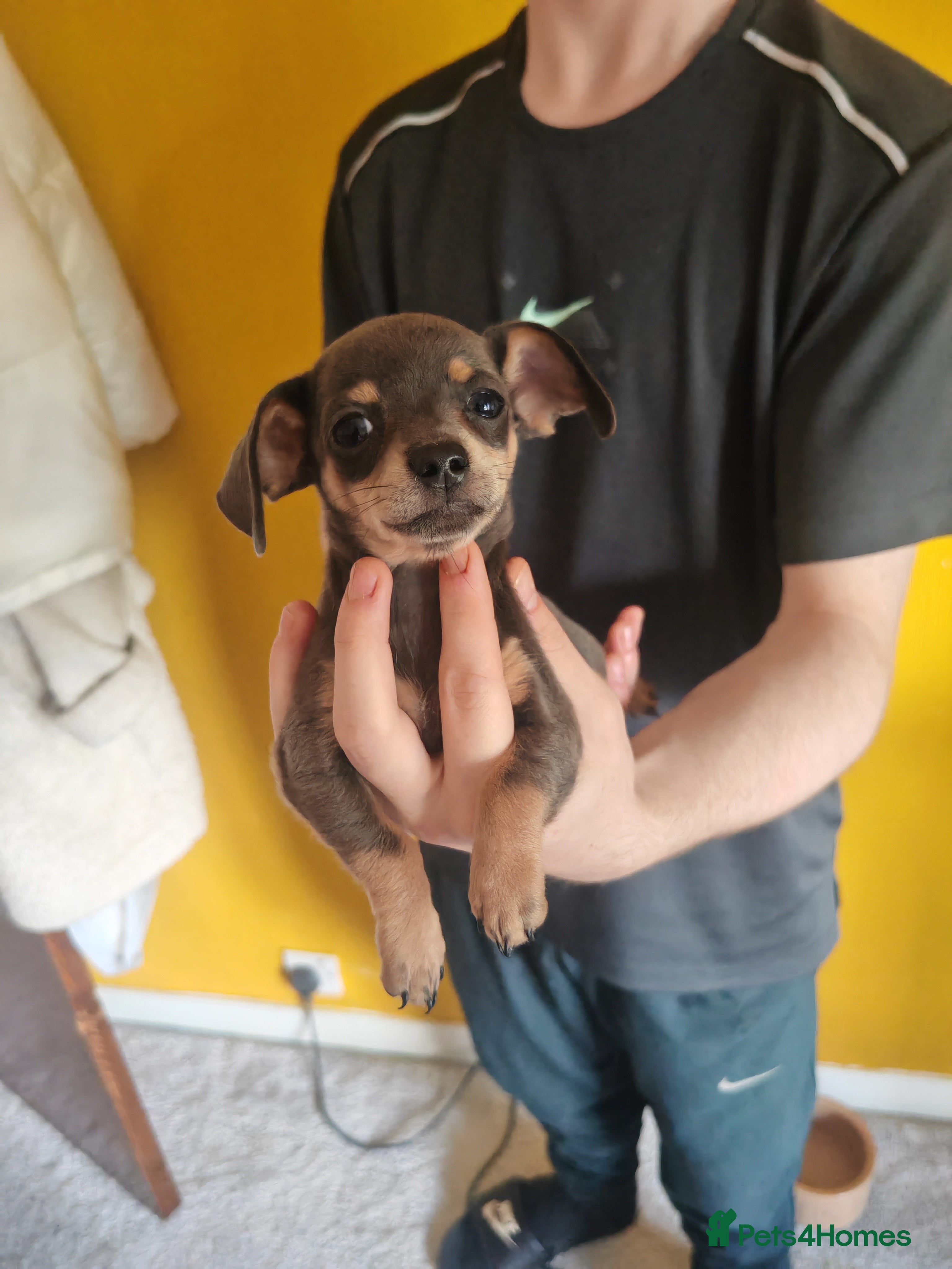 Chiweenie dogs for sale: Chiweenies  - Advert 6