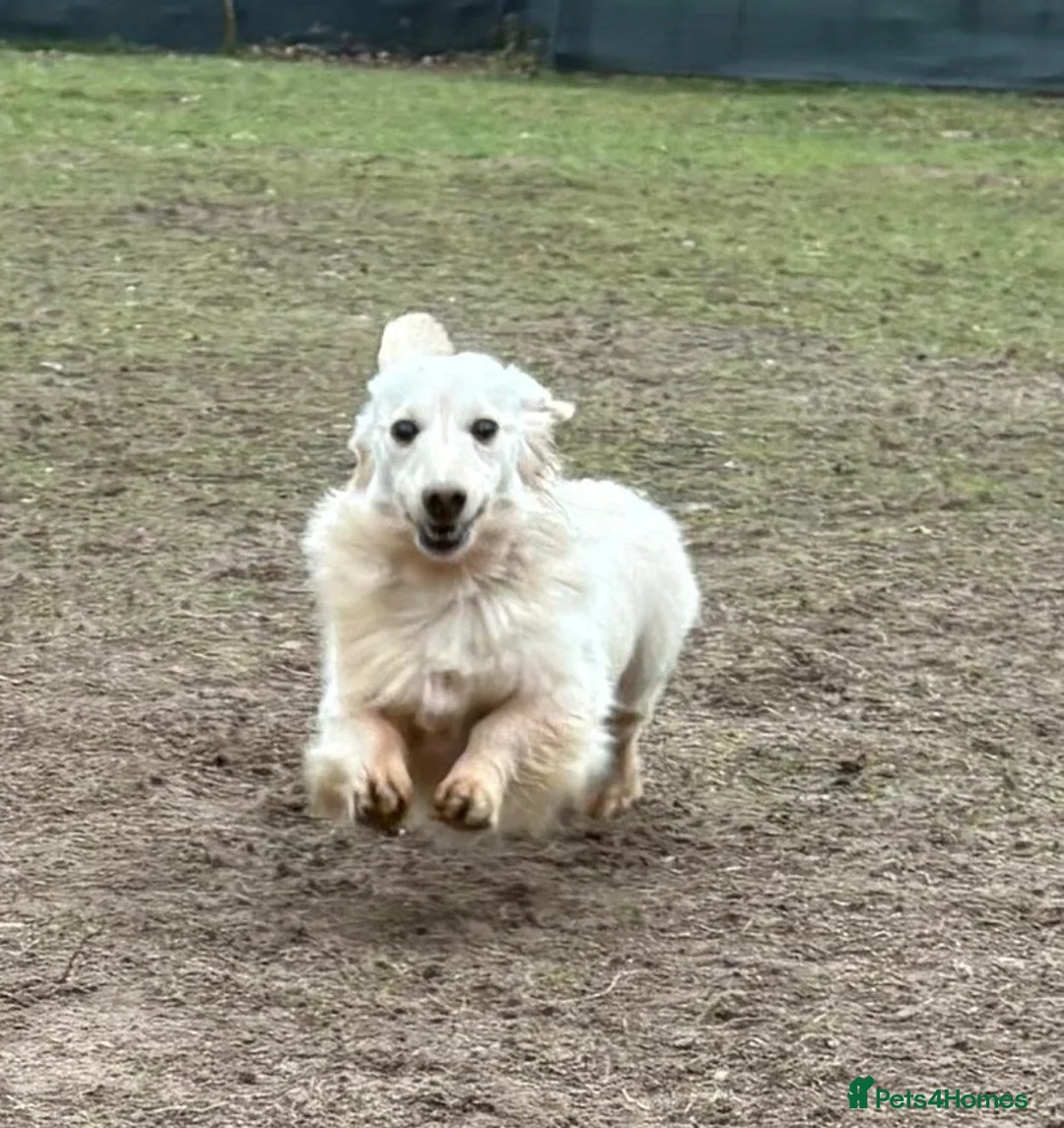 Dachshund dogs for adoption: ARNIE, a Lovely 🌭 Boy - for a Loving Home - Advert 7