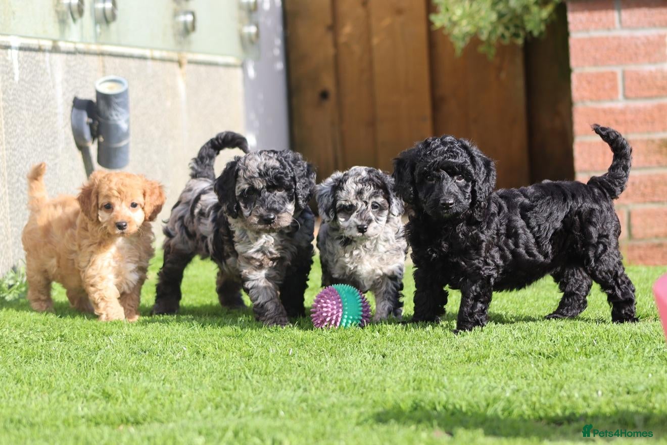 Cockapoo dogs Beautiful Cockapoo puppies for sale  - Advert 1