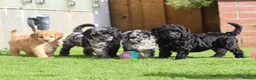 Cockapoo dogs for sale: Beautiful Cockapoo puppies for sale  - Advert 1