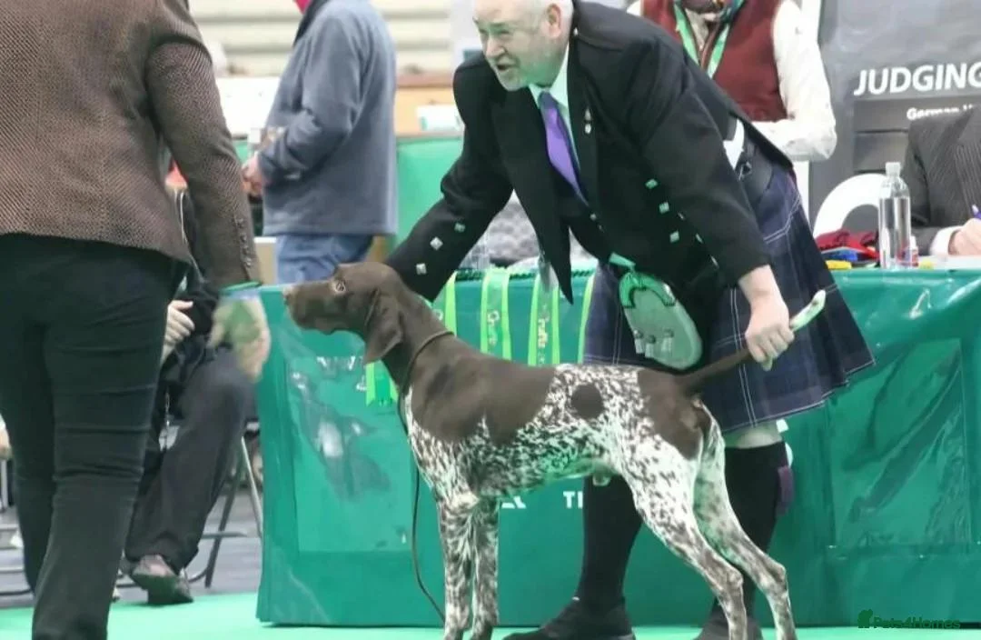 German Shorthaired Pointer dogs for sale: German Shorthaired Pointer puppies - Advert 14