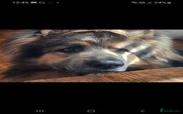 German Shepherd dogs for stud: German shepherd  - Image 8