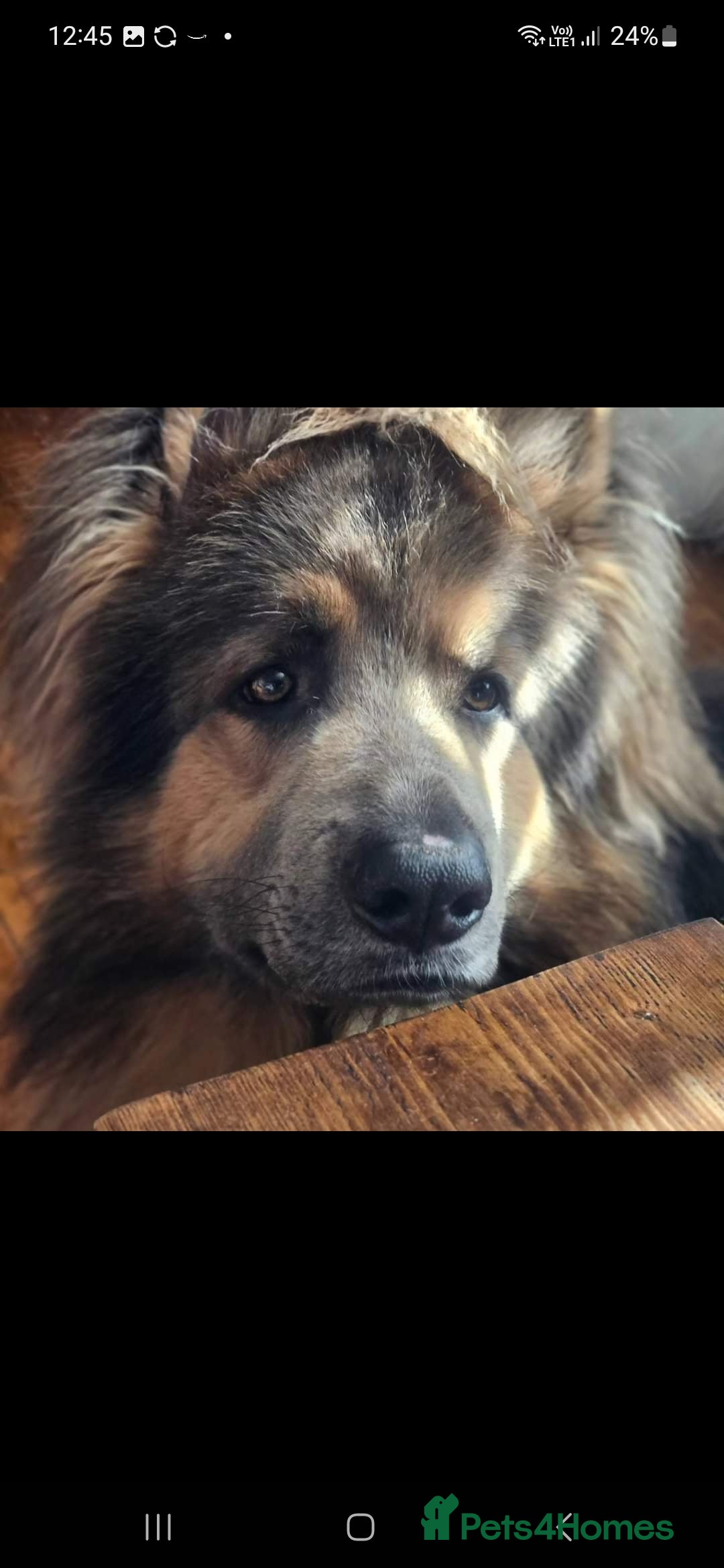 German Shepherd dogs for stud: German shepherd  - Image 8