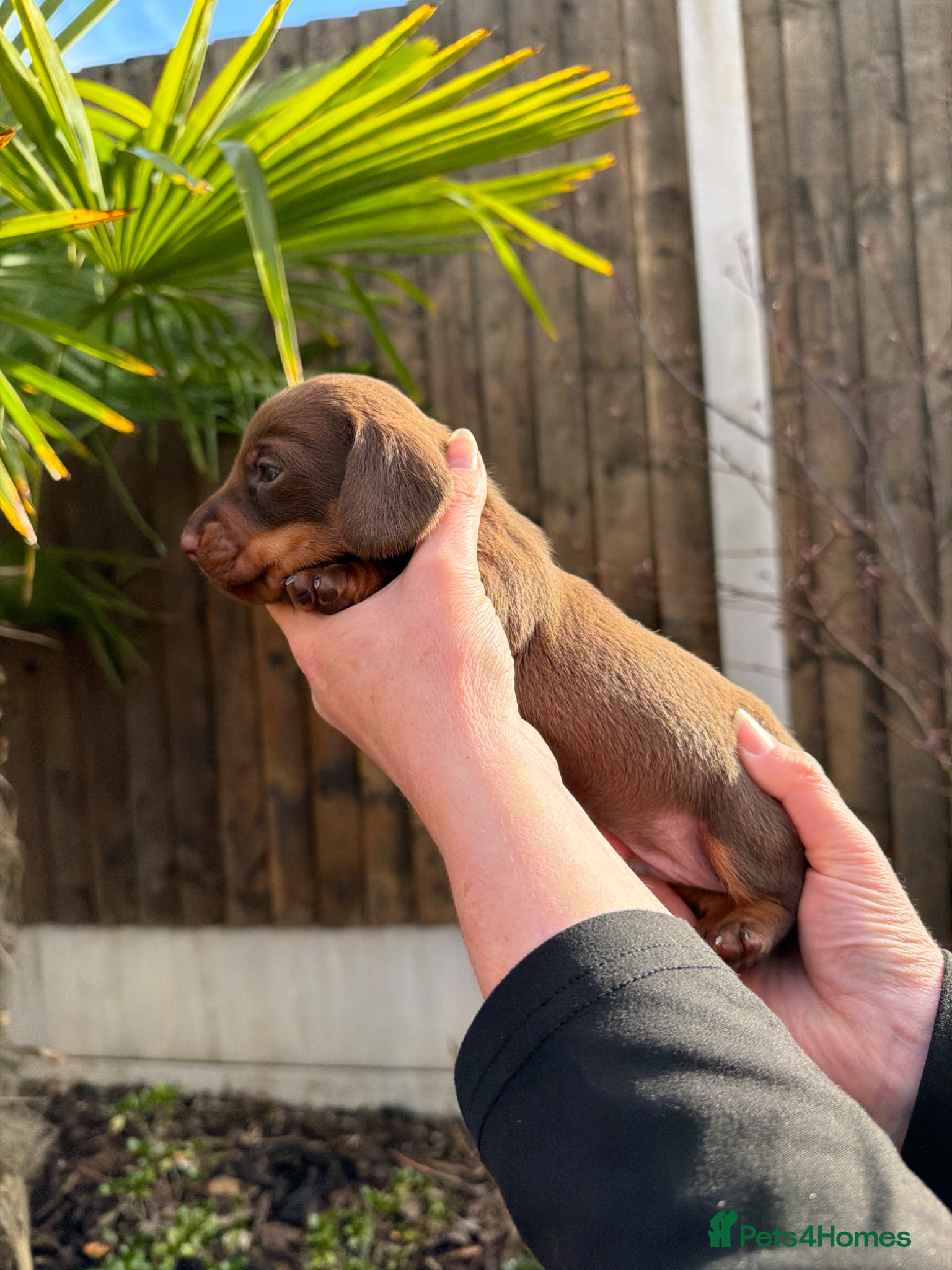 Miniature Dachshund dogs Exceptional Litter Of Smooth Haired Mini Dachshund - Advert 2