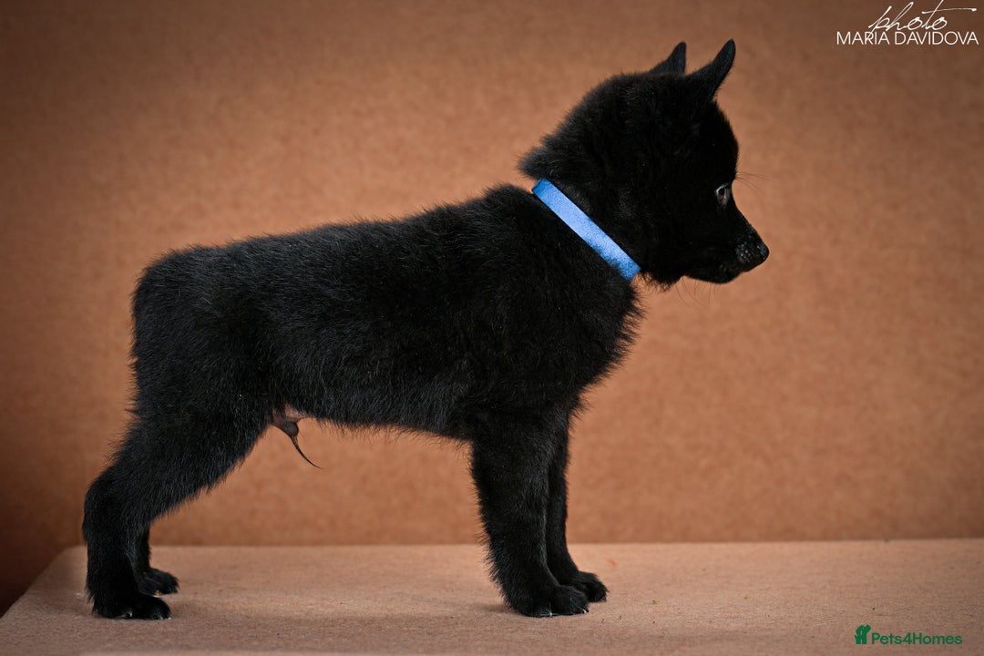 Schipperke dogs for sale: puppy schipperke - Image 16