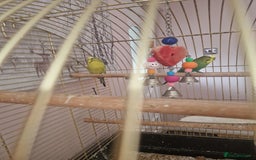Budgerigars birds for sale: Budgies for sale - Image 3