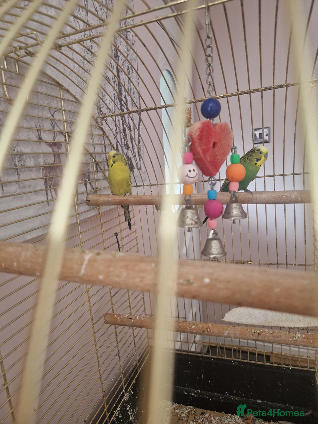 Budgerigars birds for sale: Budgies for sale - Image 3