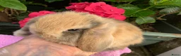 Mini Lop rabbits for sale: Gorgeous, purebred Mini lop babies ready October - Advert 16