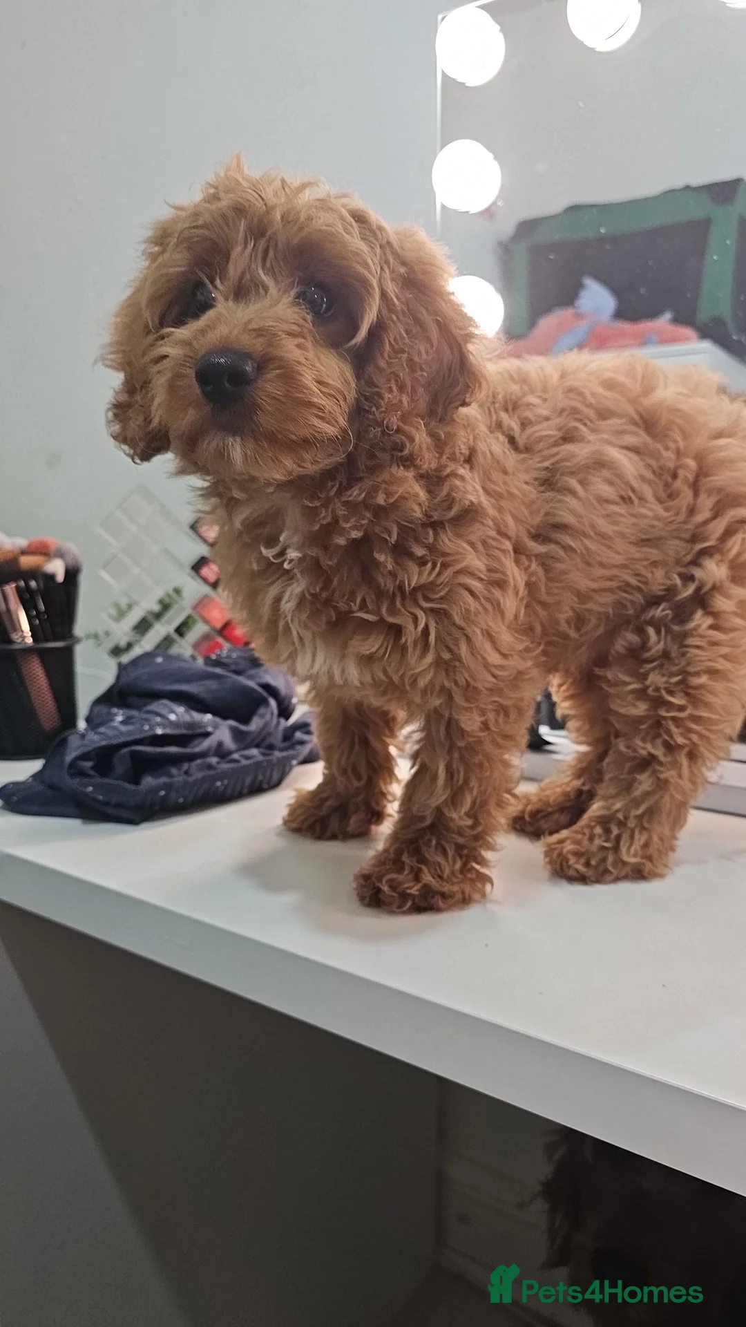 Cavapoo dogs for sale: Last of his litter and needing his forever home!! - Advert 2