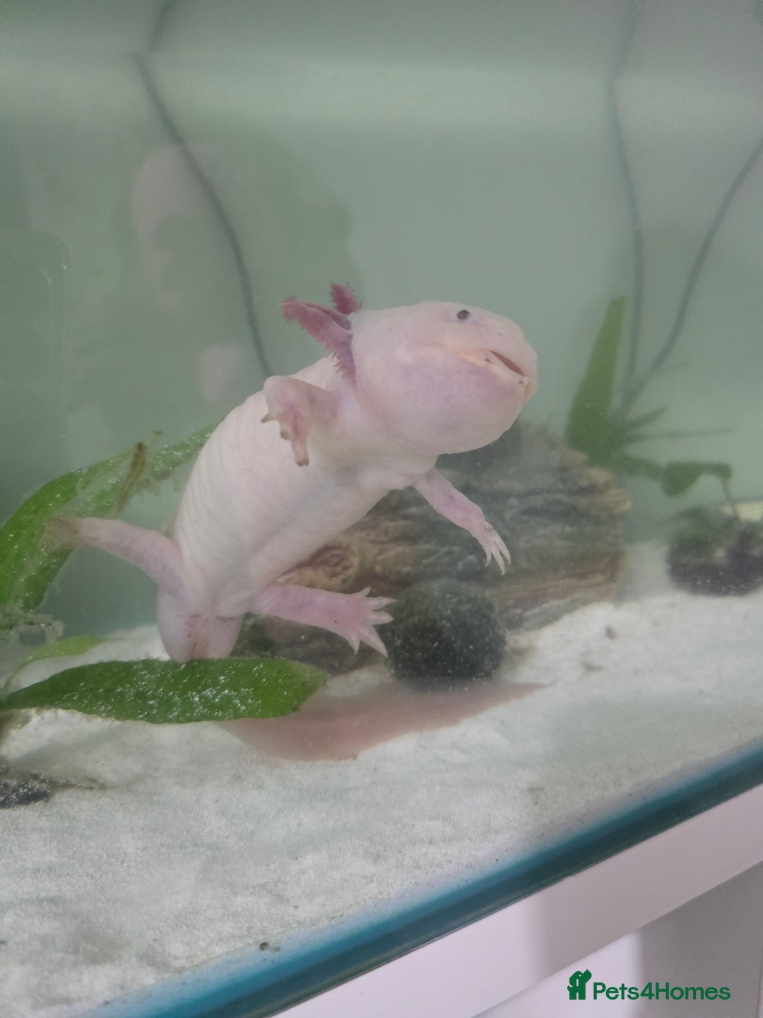 Axolotl reptiles for sale: Axolotl  - Advert 4