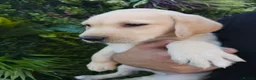 Labrador Retriever dogs for sale: 🐾 Labrador Puppies for Sale 🐾 in Folkestone - Advert 28