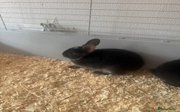 Mini Lop rabbits for sale: New baby mini lops  - Image 8