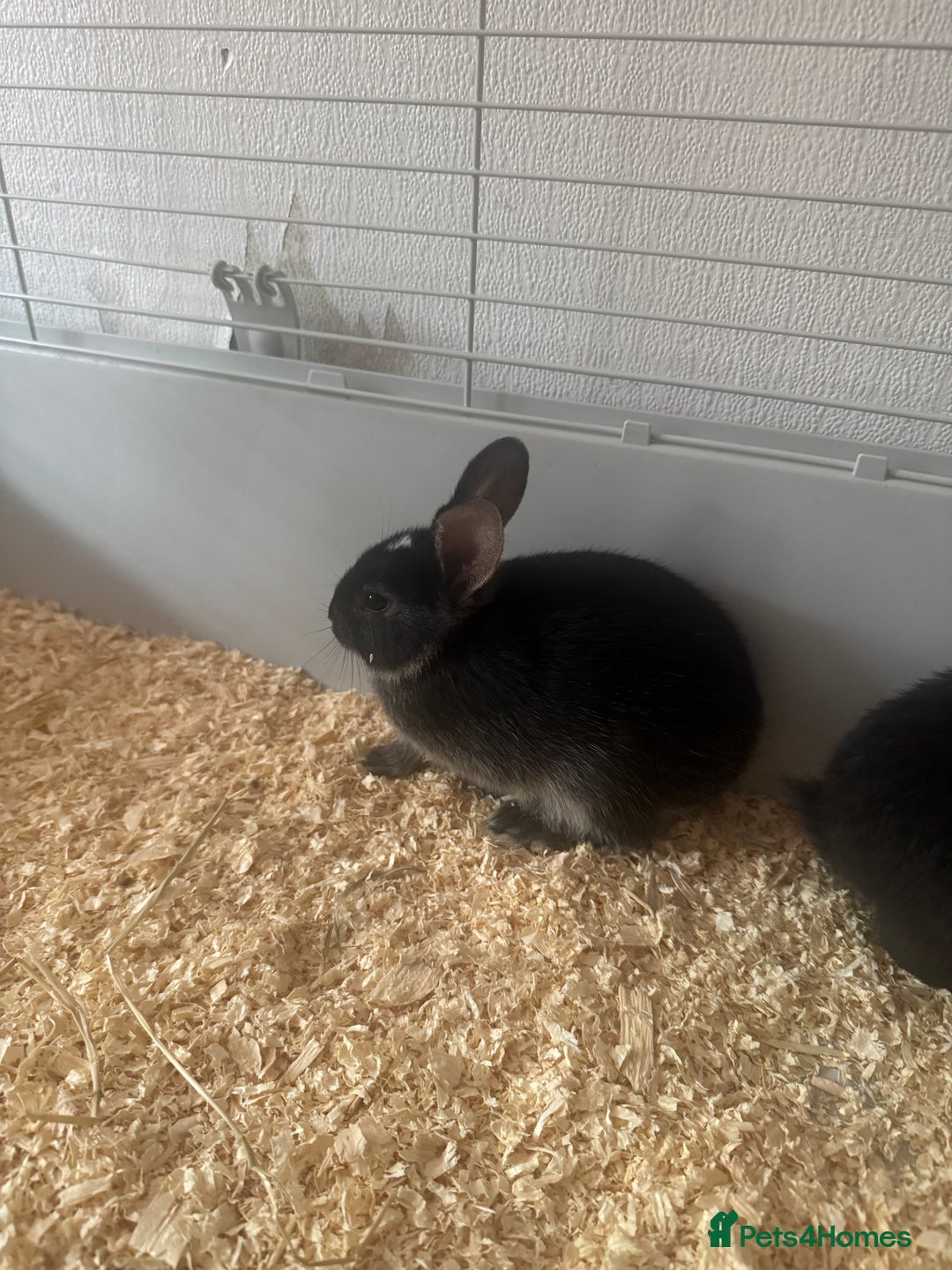 Mini Lop rabbits for sale: New baby mini lops  - Image 8