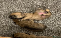 Cairn Terrier dogs for sale: Quality KC Reg Cairn Terrier puppies - Image 8