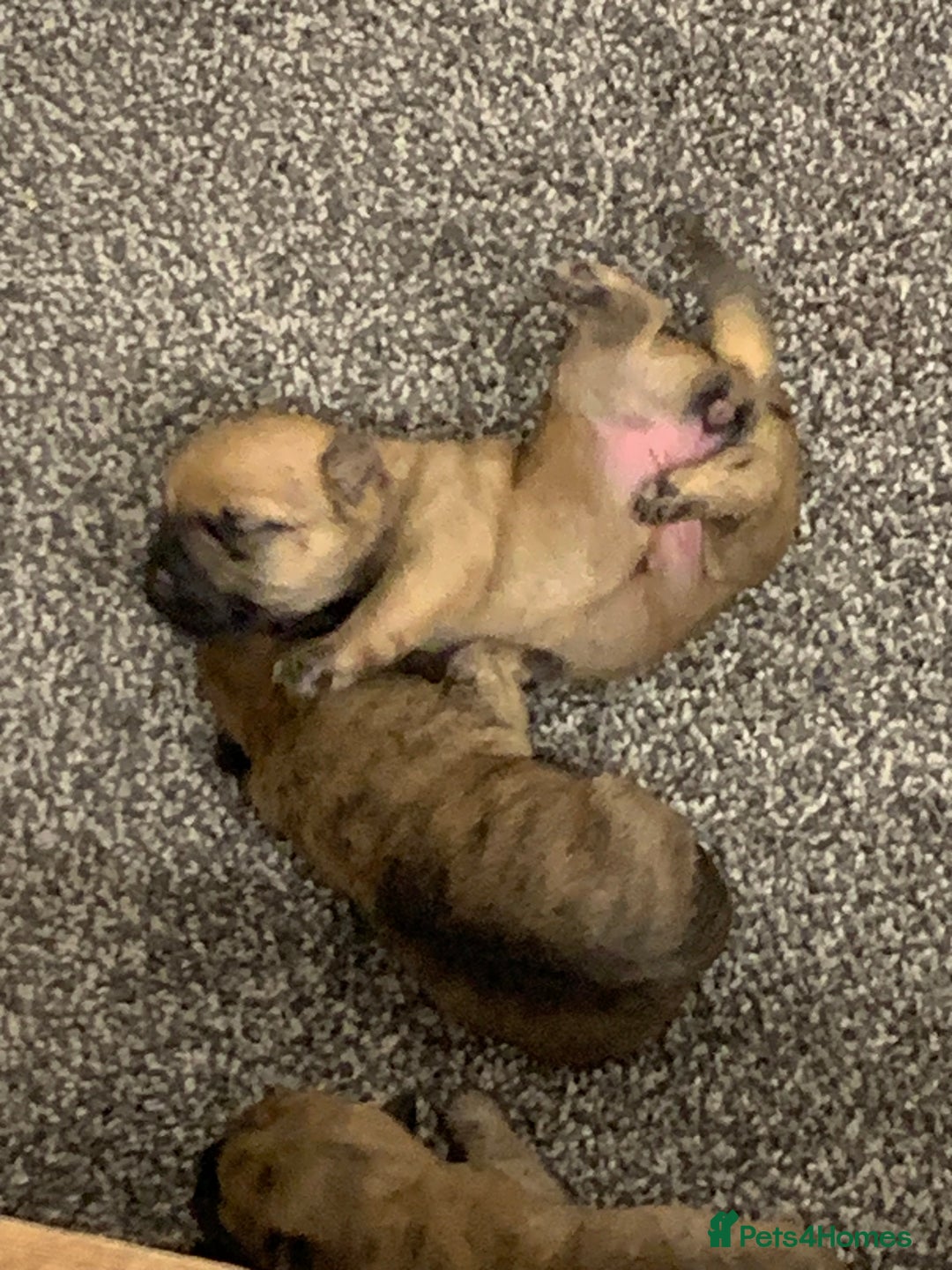 Cairn Terrier dogs for sale: Quality KC Reg Cairn Terrier puppies - Image 8