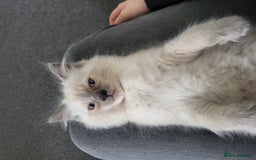 Ragdoll cats for sale: 5 beautiful ragdoll kittens - Image 5