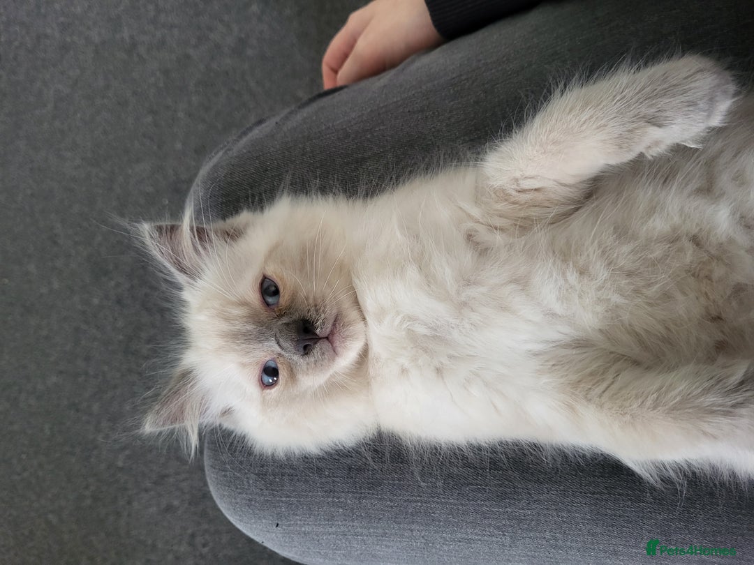 Ragdoll cats for sale: 5 beautiful ragdoll kittens - Image 5
