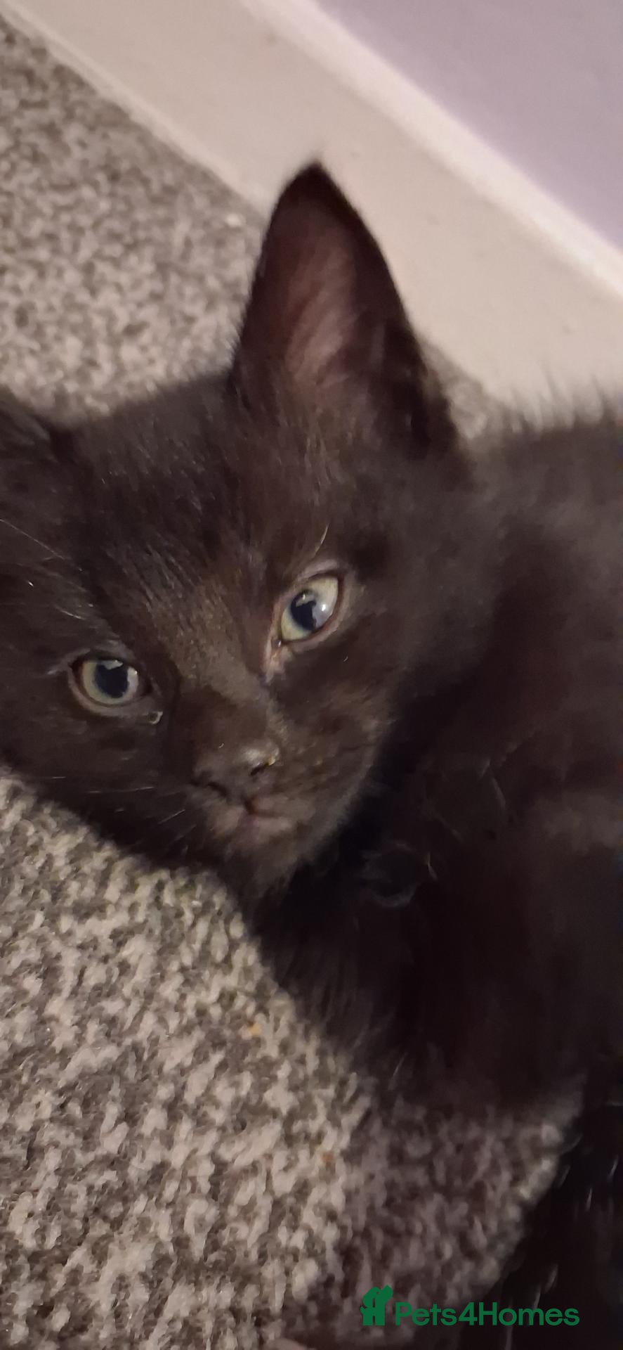 American Shorthair cats for sale: 9 week old male kitten ready now  - Advert 3