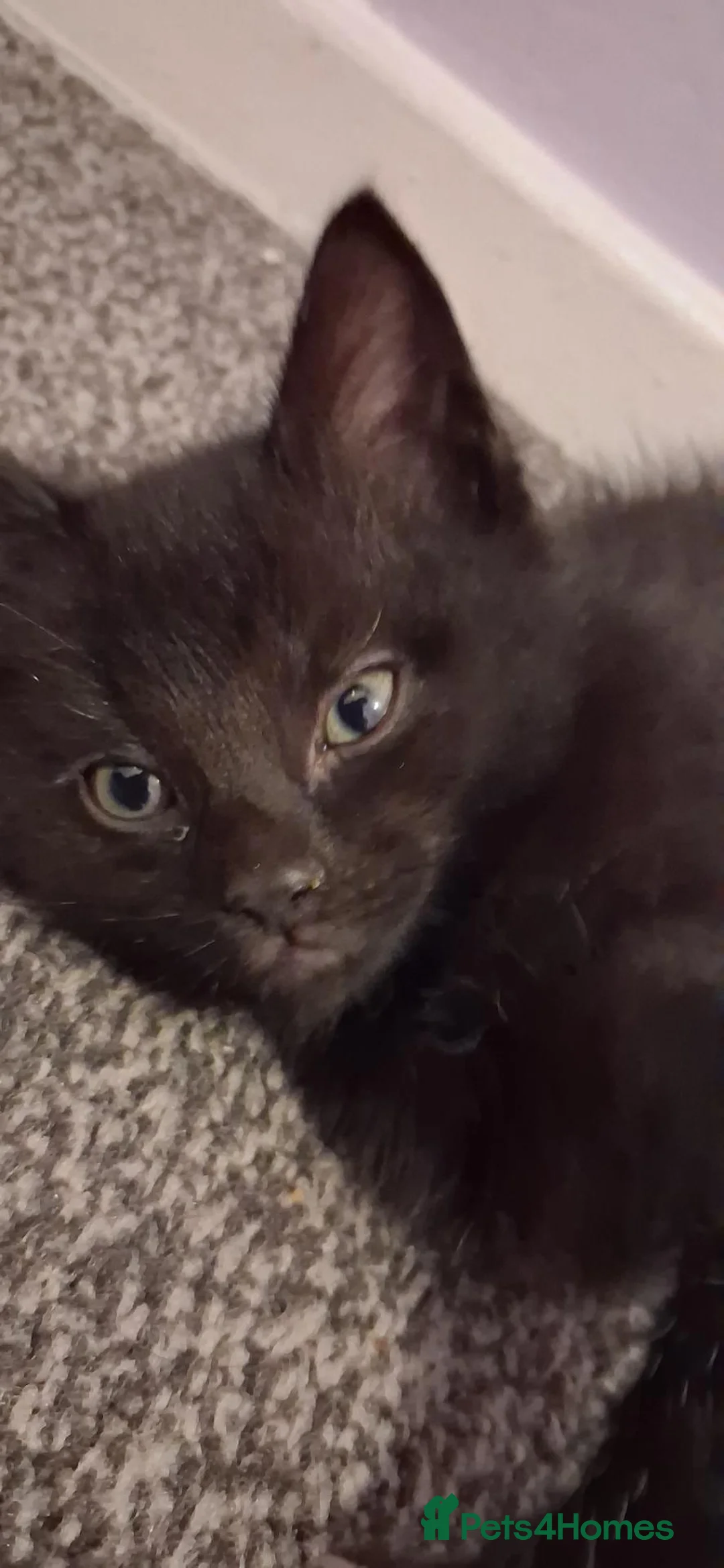 American Shorthair cats for sale: 9 week old male kitten ready now  - Advert 1