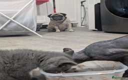 British Shorthair cats for sale: Sphynx boy and British shorthair girl  - Image 2