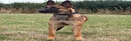 Belgian Shepherd Dog dogs for sale: Mali/dutch Female BRN  - Advert 9