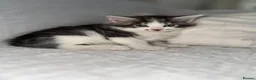 Maine Coon cats for sale: GORGEOUS MAINE COON KITTENS - Advert 19