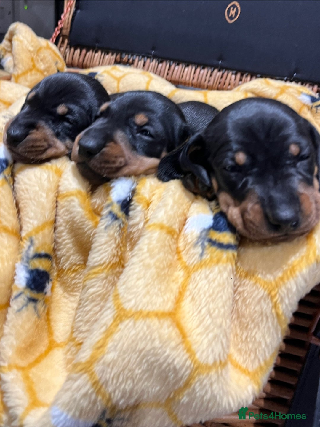Dachshund dogs for sale: Dachshund puppies - Advert 12