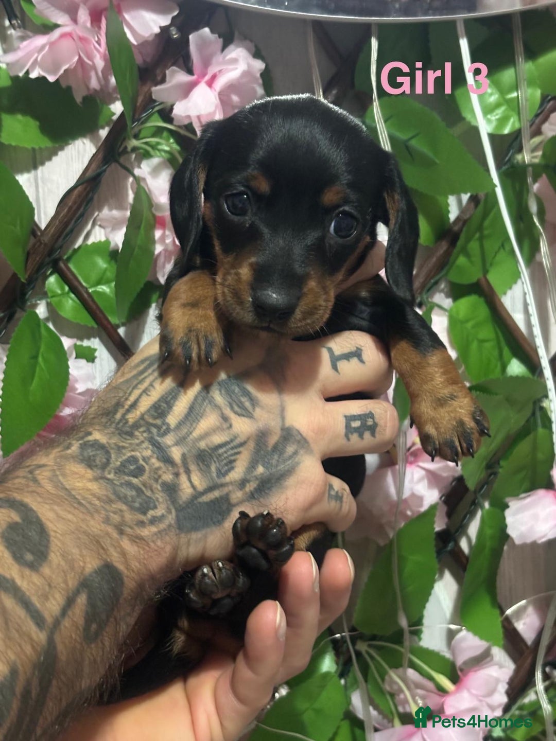 Miniature Dachshund dogs for sale: 5 Beautiful Miniature Dachshund’s  - Advert 15