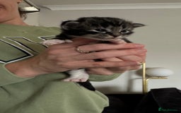 Ragdoll cats for sale: Ragdoll x tuxedo polydactyl kittens  - Image 5