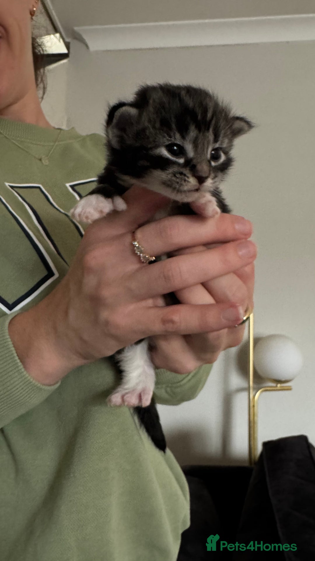 Ragdoll cats for sale: Ragdoll x tuxedo polydactyl kittens  - Image 5