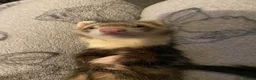 Ferret rodents for sale: (STILL AVALIABLE) Two hobs for rehoming. - Advert 9