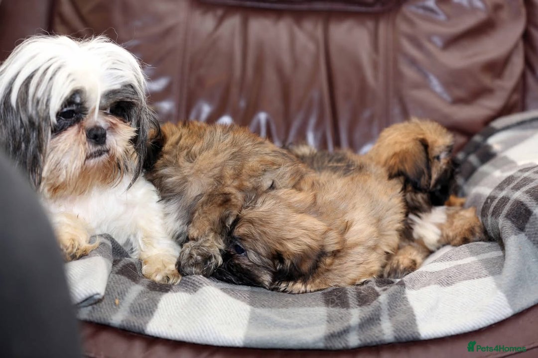 Shih Tzu dogs for sale: Outstanding Shih Tzu boys  - Advert 6