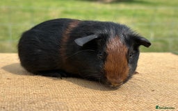 Guinea Pig rodents for sale: Tortoiseshell Boar  - Image 1