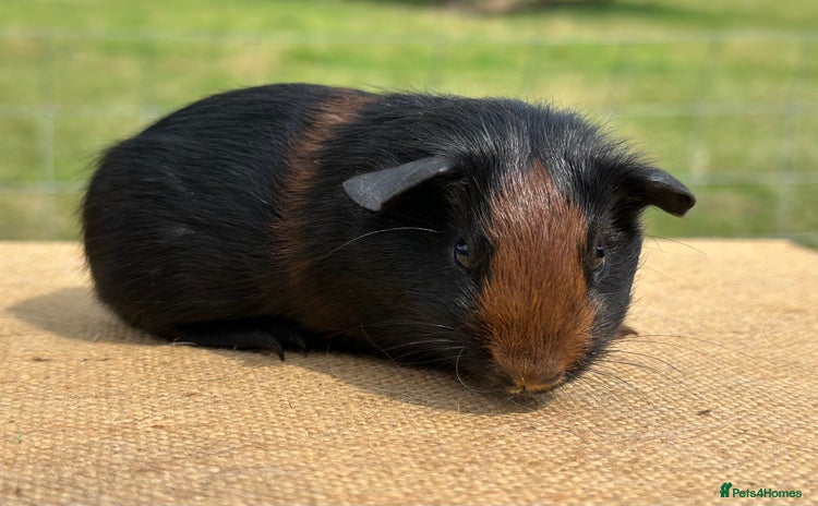 Guinea Pig rodents - Advert 1
