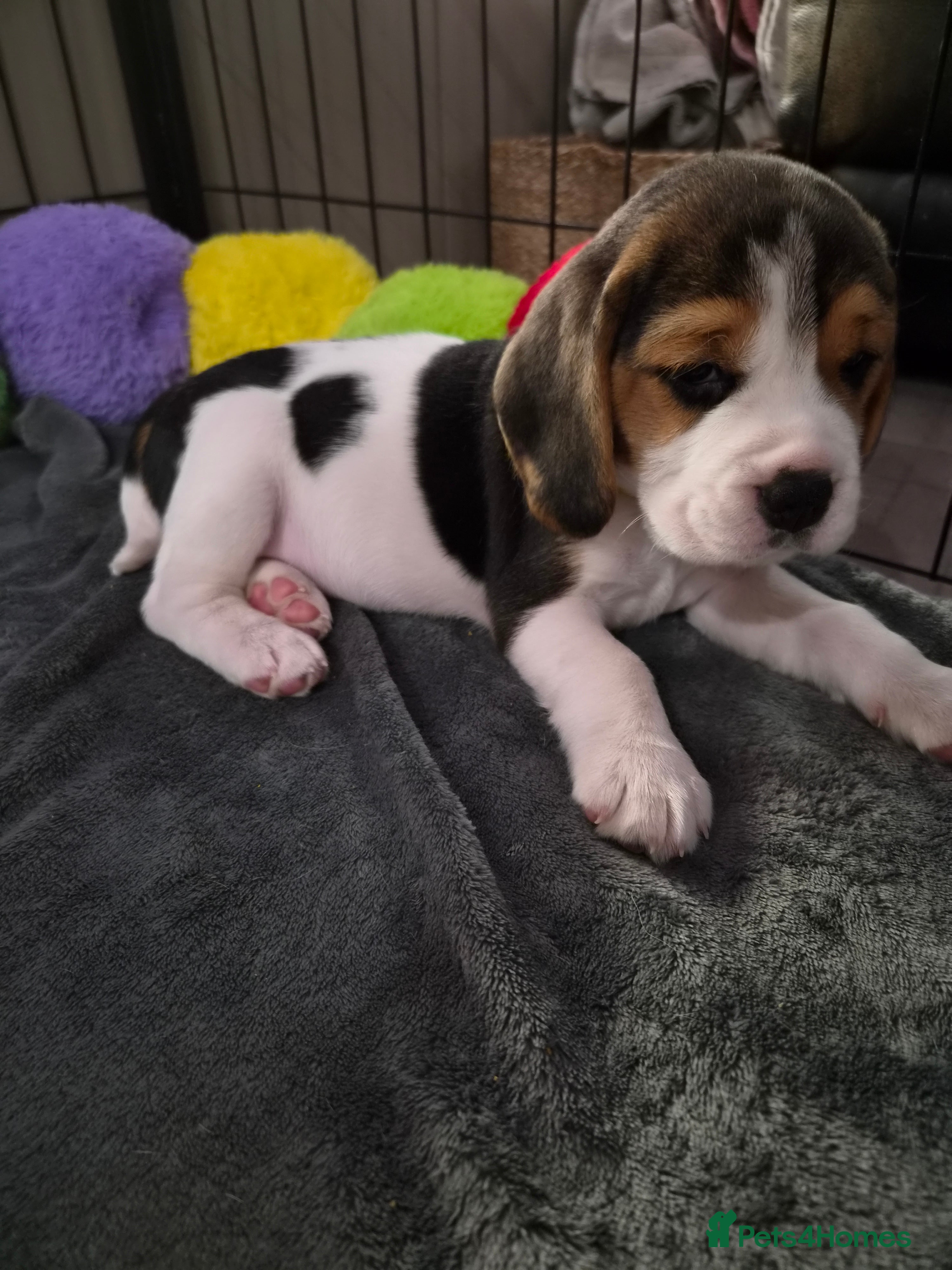 Beagle dogs Stunning Tri-Colour Beagle Puppies  - Advert 2