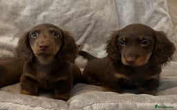 Miniature Dachshund dogs for sale: Last Long Haired Miniature Dachshund puppy in Gravesend - Image 7