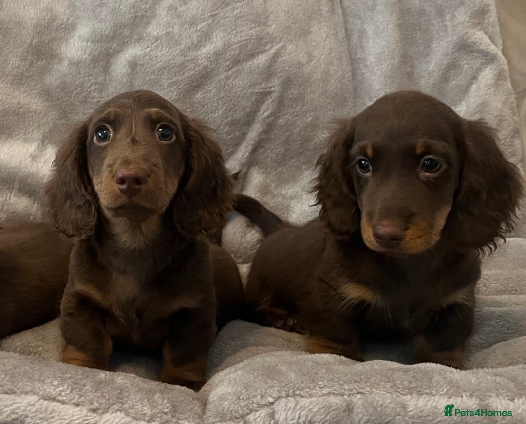 Miniature Dachshund dogs for sale: Last Long Haired Miniature Dachshund puppy in Gravesend - Image 7