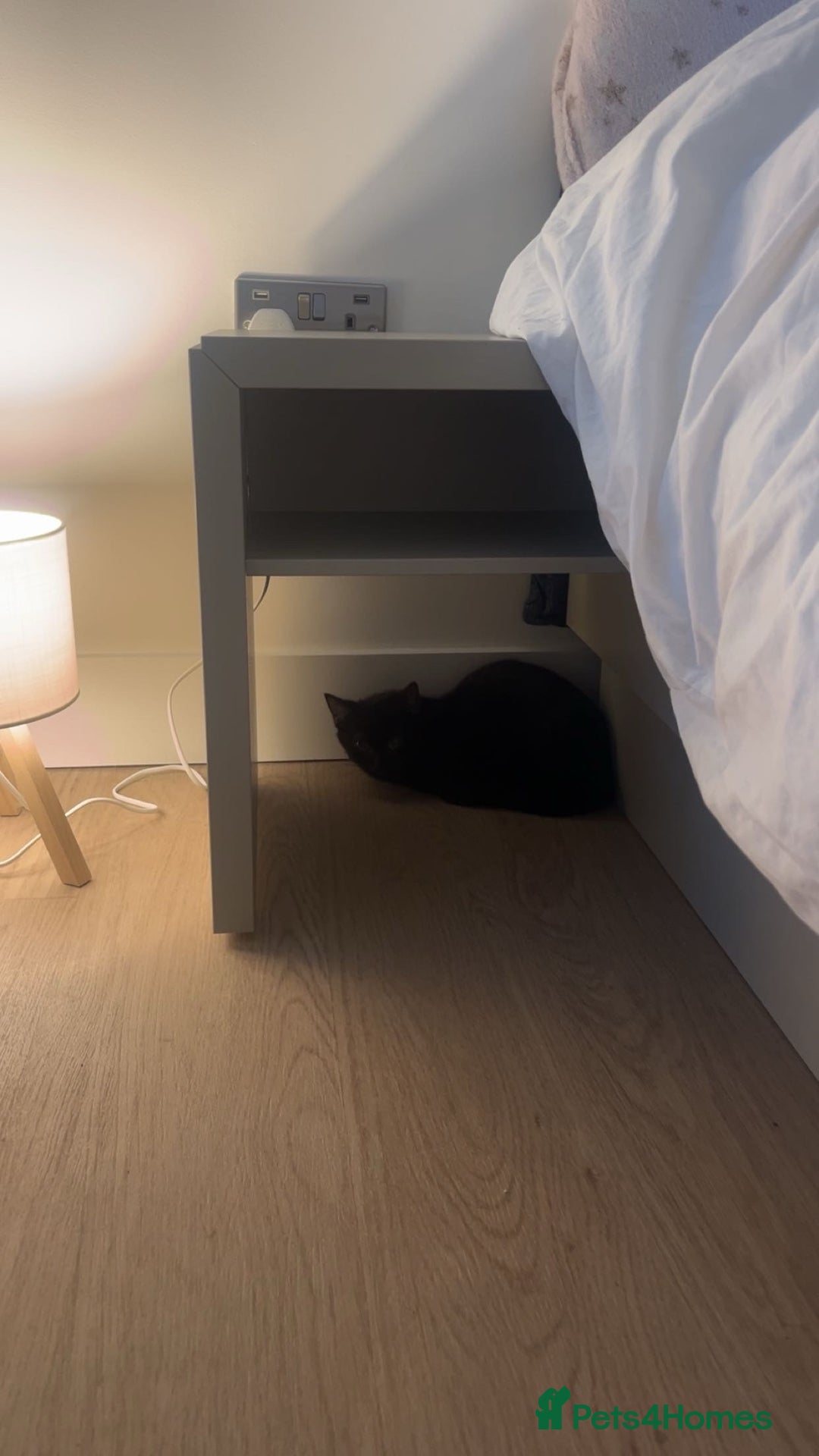 Domestic Shorthair cats for sale: Black kitten  - Advert 2