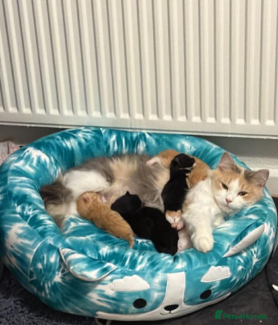 Mixed Breed cats 6 beautiful kitties looking for forever home  - Advert 1