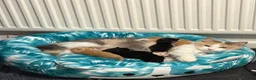 Mixed Breed cats for sale: 6 beautiful kitties looking for forever home  - Advert 1