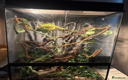 Chameleon reptiles for sale: Loki the Chameleon & vivarium  - Image 2