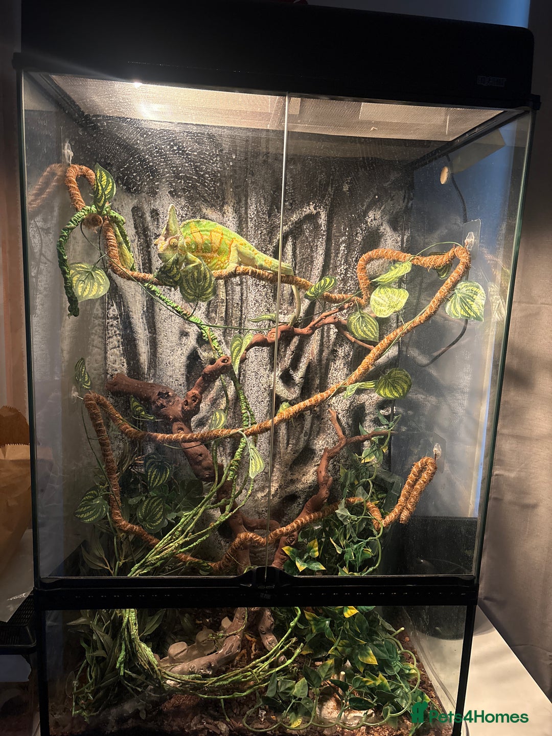 Chameleon reptiles for sale: Loki the Chameleon & vivarium  - Image 2